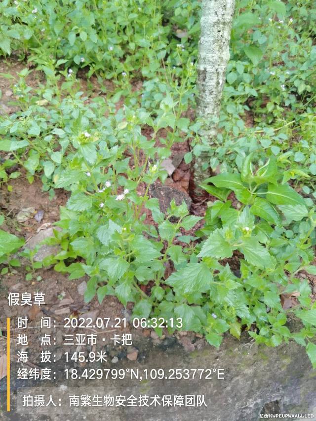 假臭草