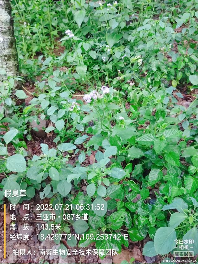假臭草