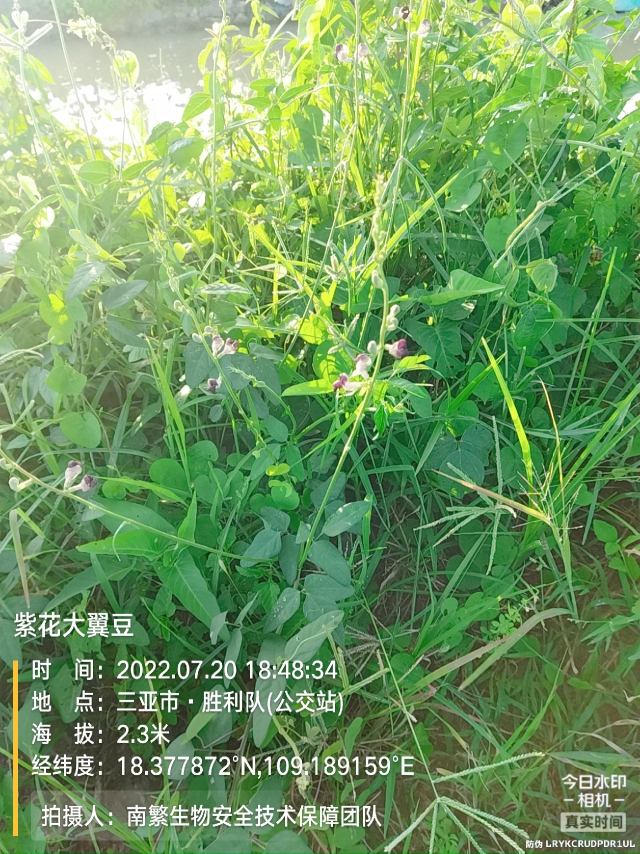 紫花大翼豆