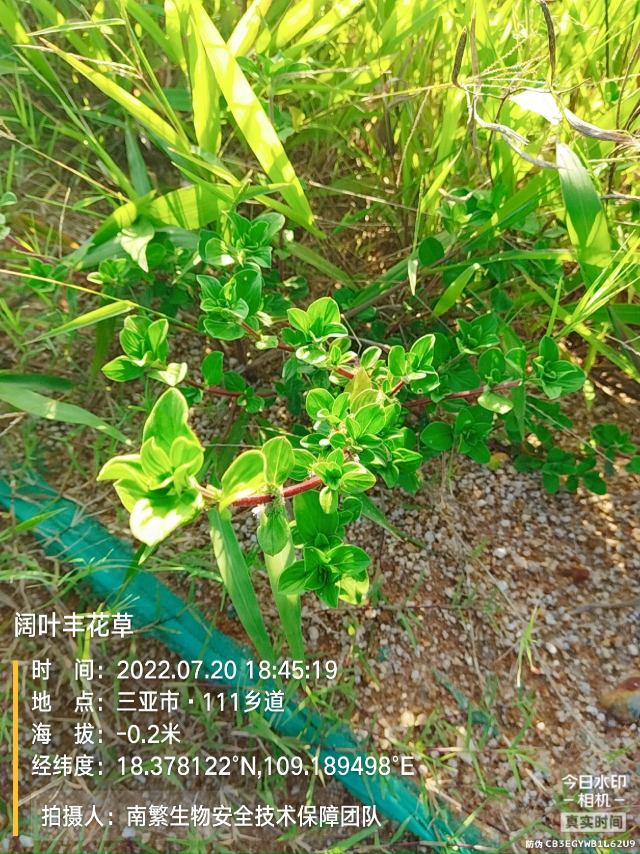 阔叶丰花草