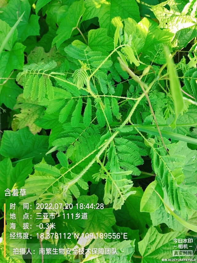 含羞草