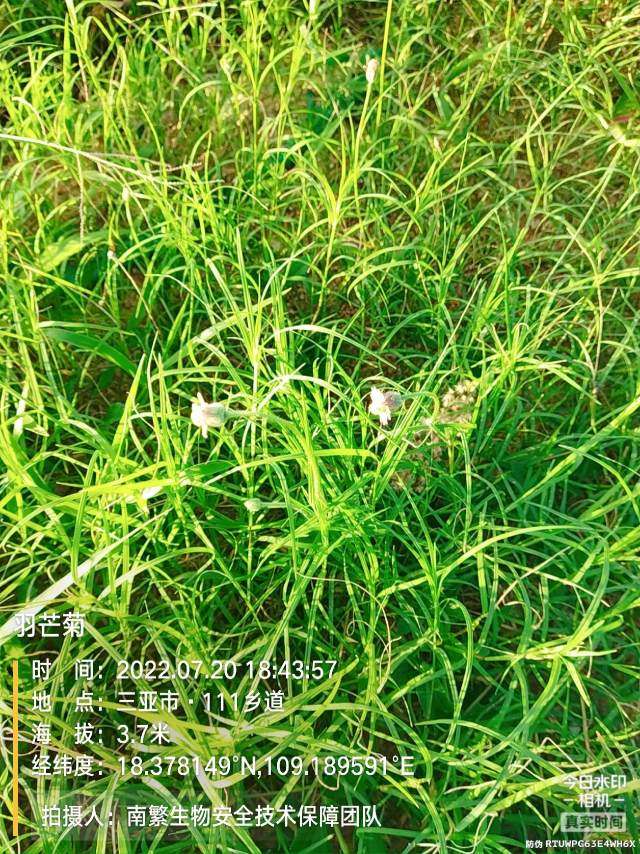 羽芒菊