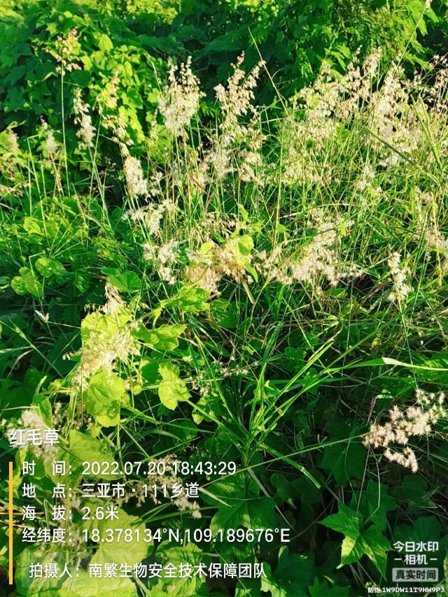 红毛草