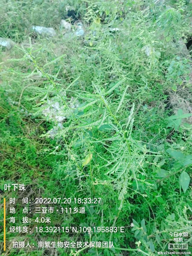叶下珠