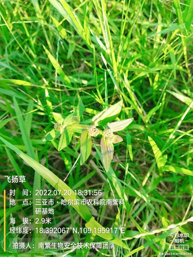 飞扬草