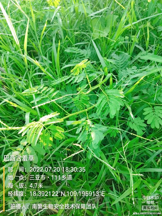 巴西含羞草