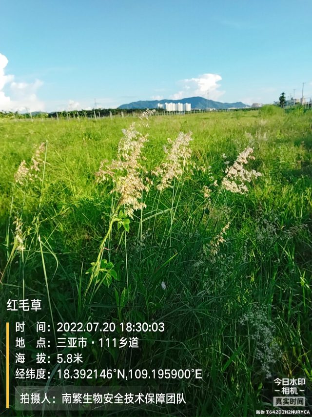 红毛草