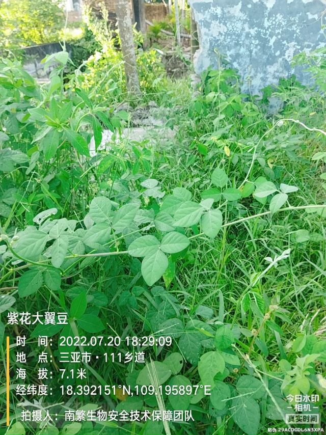 紫花大翼豆
