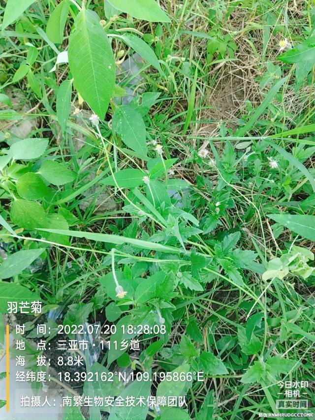 羽芒菊