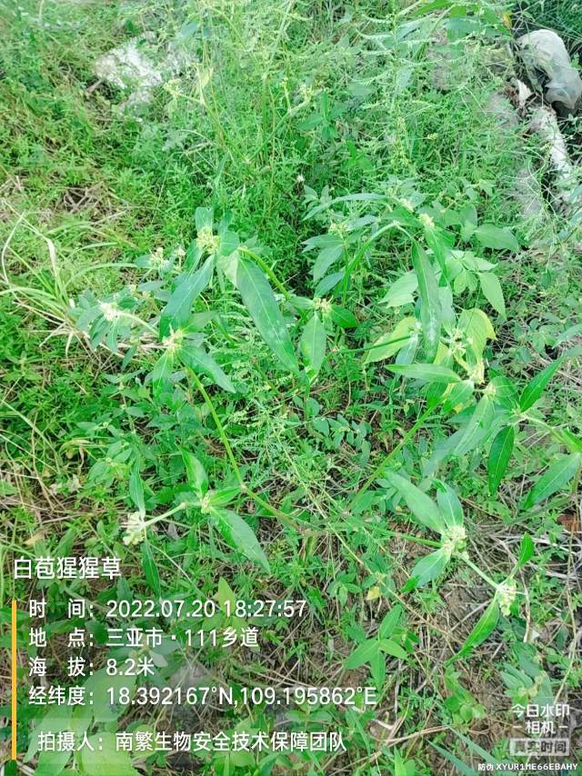 白苞猩猩草