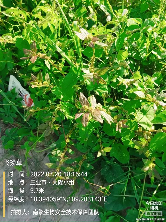 飞扬草