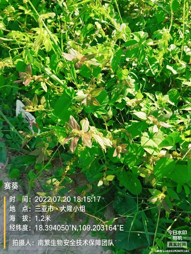 赛葵