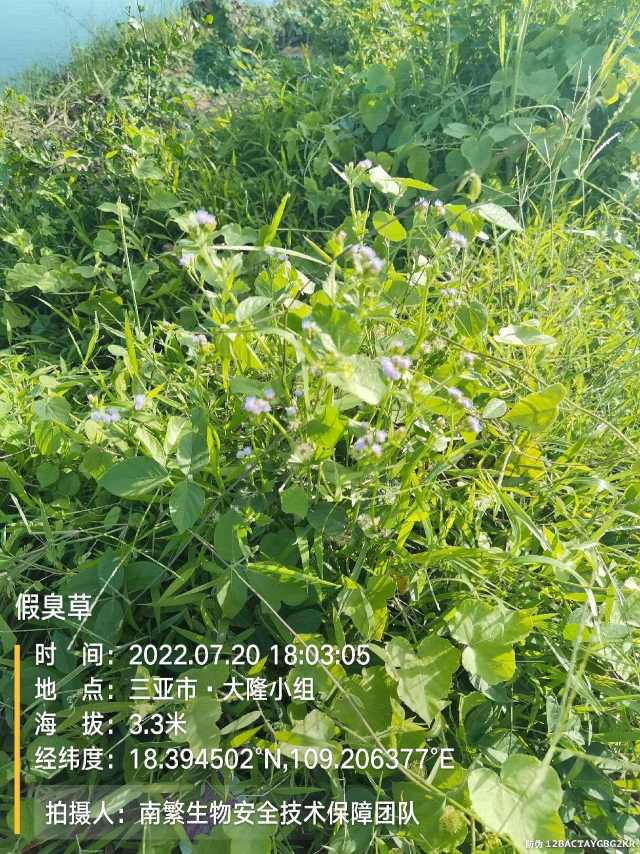 假臭草