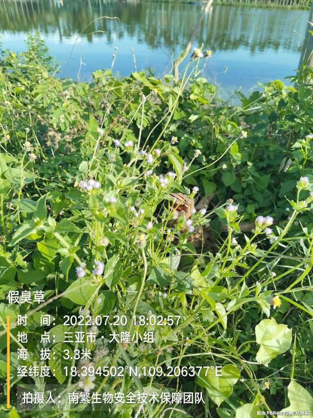 假臭草