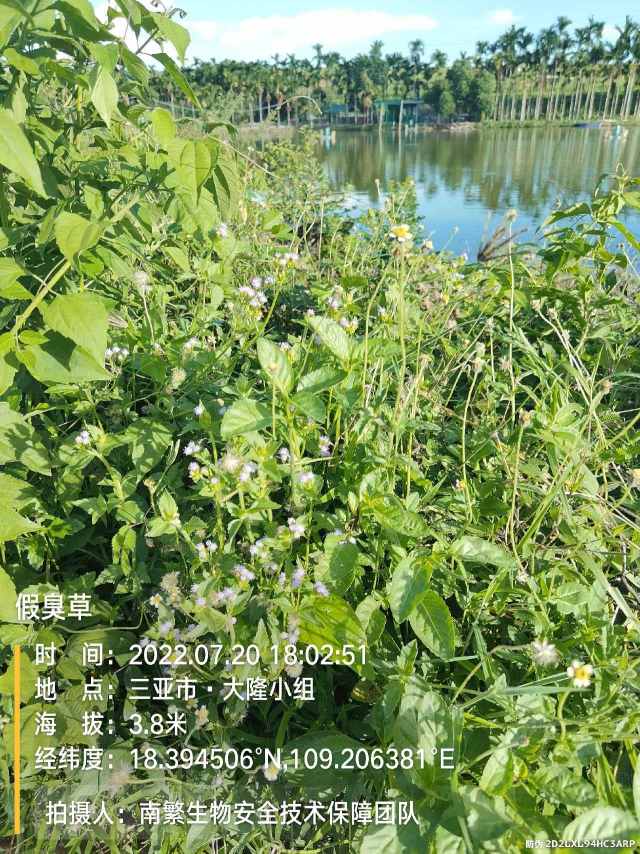 假臭草