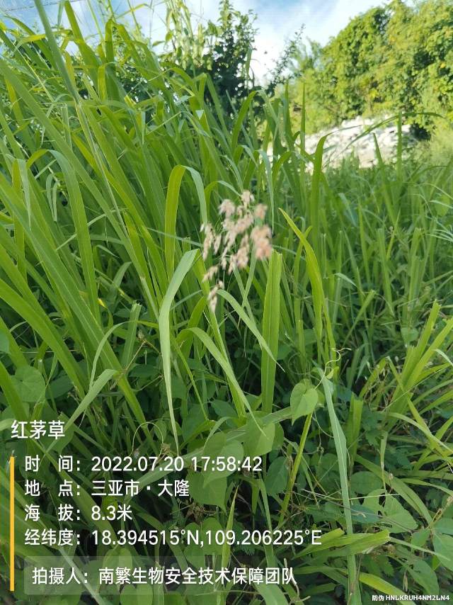 红茅草