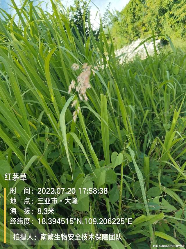 红茅草