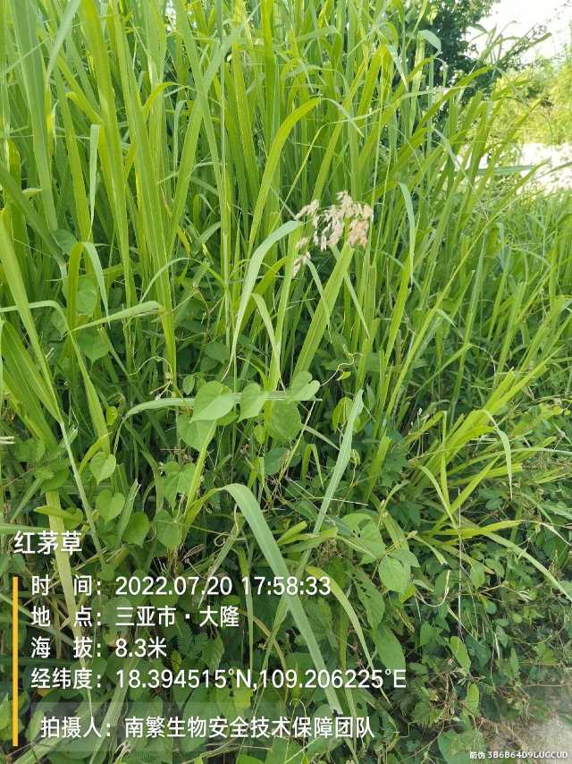 红茅草
