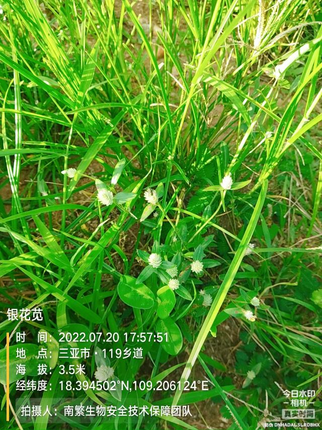 银花苋