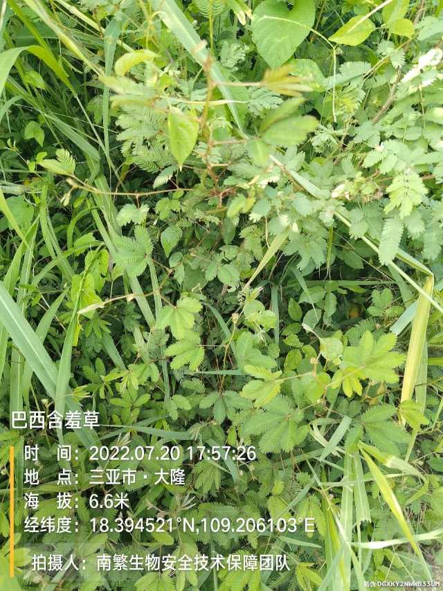 巴西含羞草