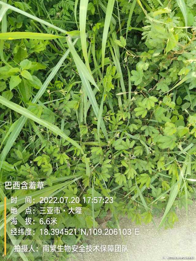 巴西含羞草