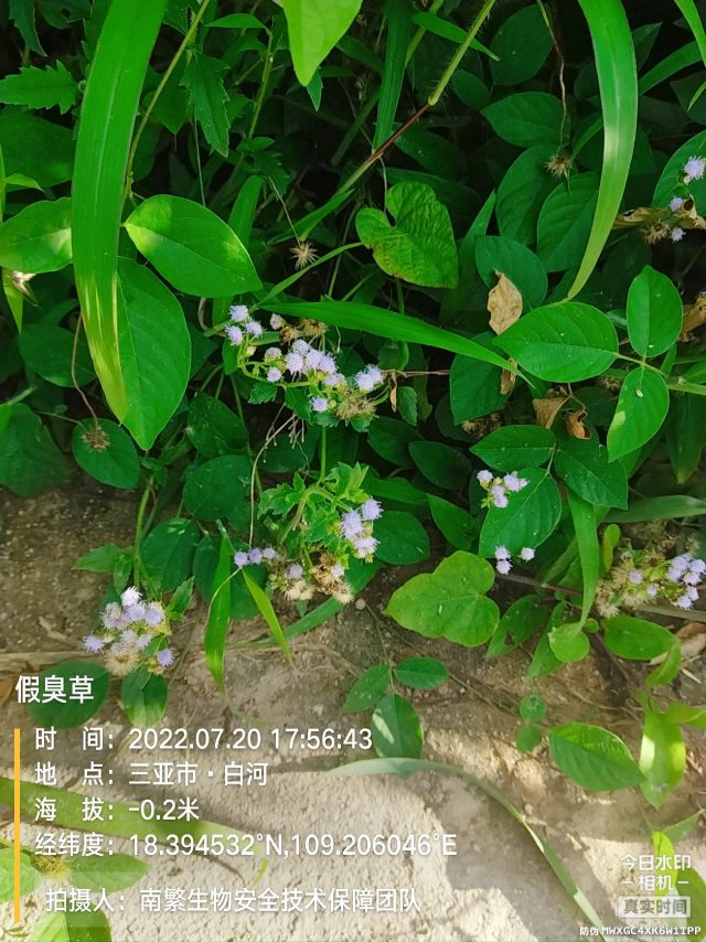 假臭草