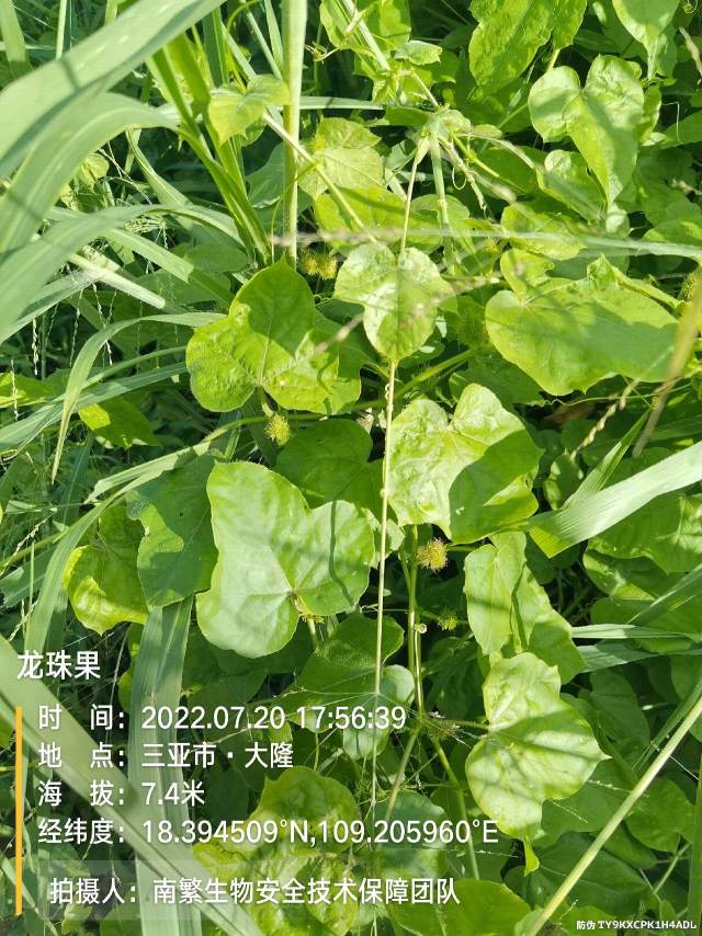 龙珠果