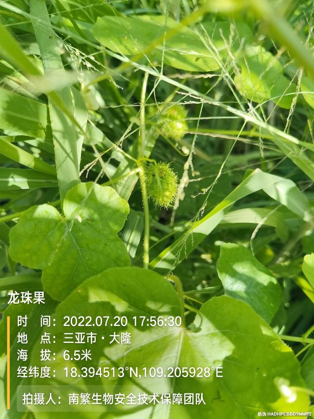 龙珠果