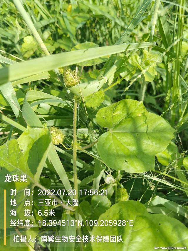 龙珠果
