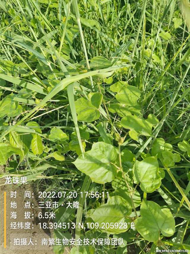 龙珠果