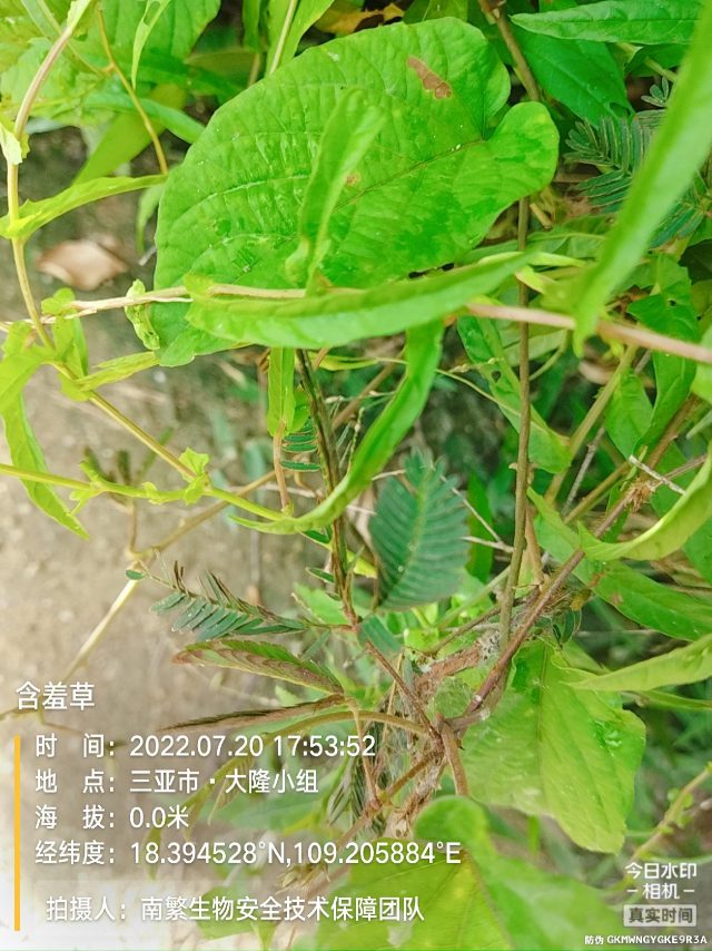 含羞草
