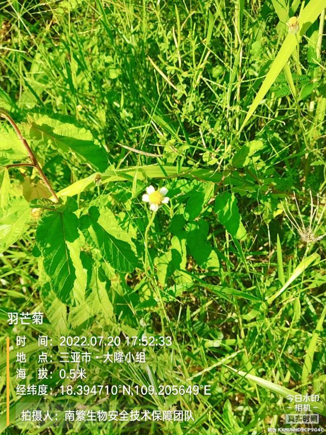 羽芒菊