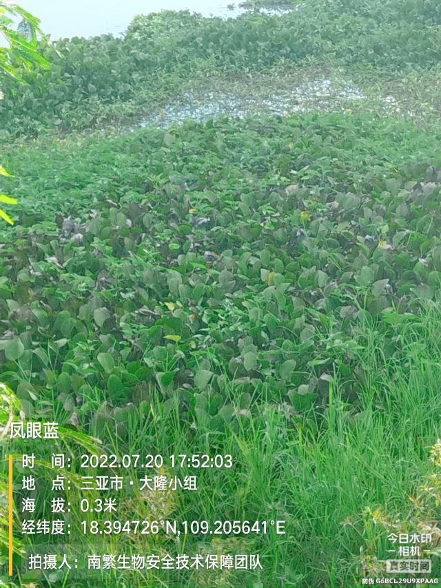 凤眼蓝
