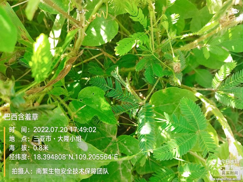 巴西含羞草