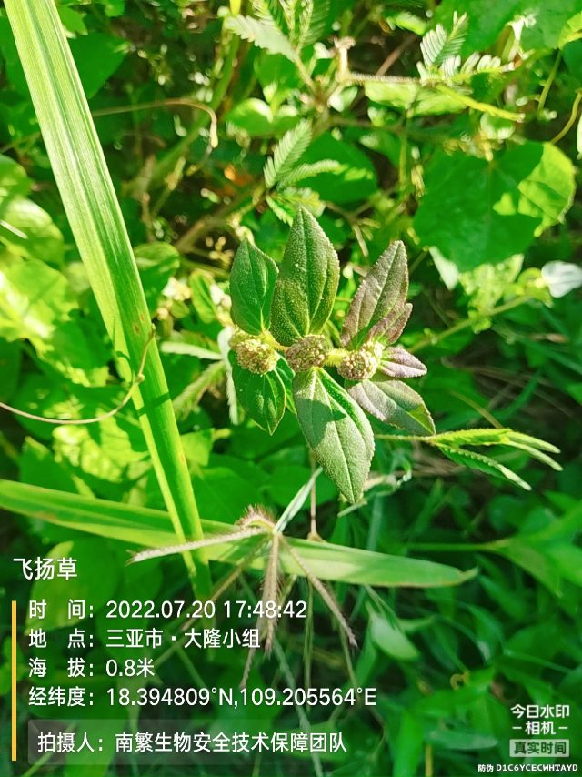 飞扬草