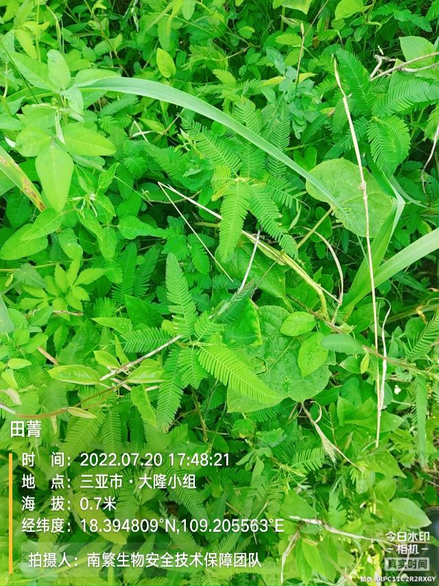 田菁