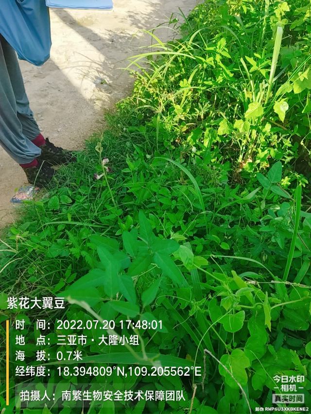 紫花大翼豆