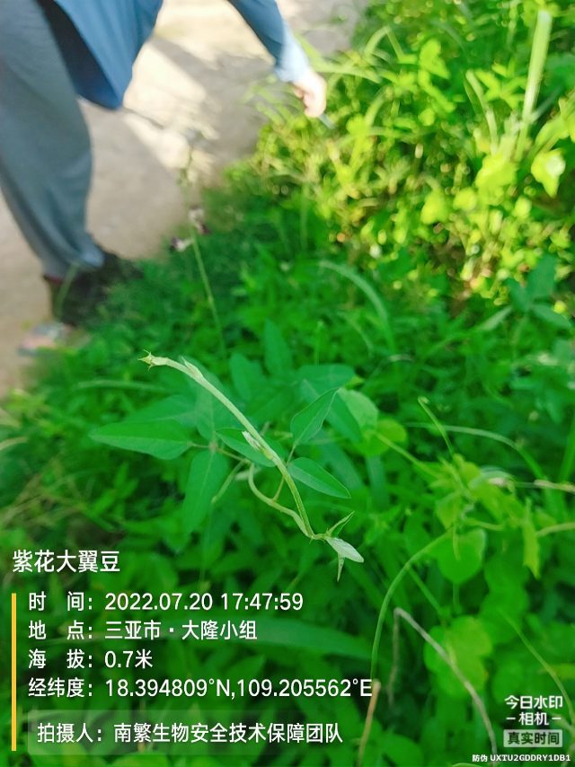 紫花大翼豆