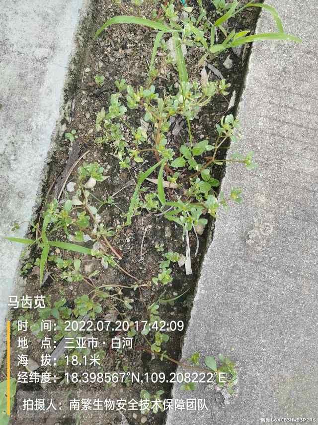 马齿苋
