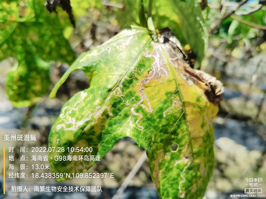 美州斑潜蝇