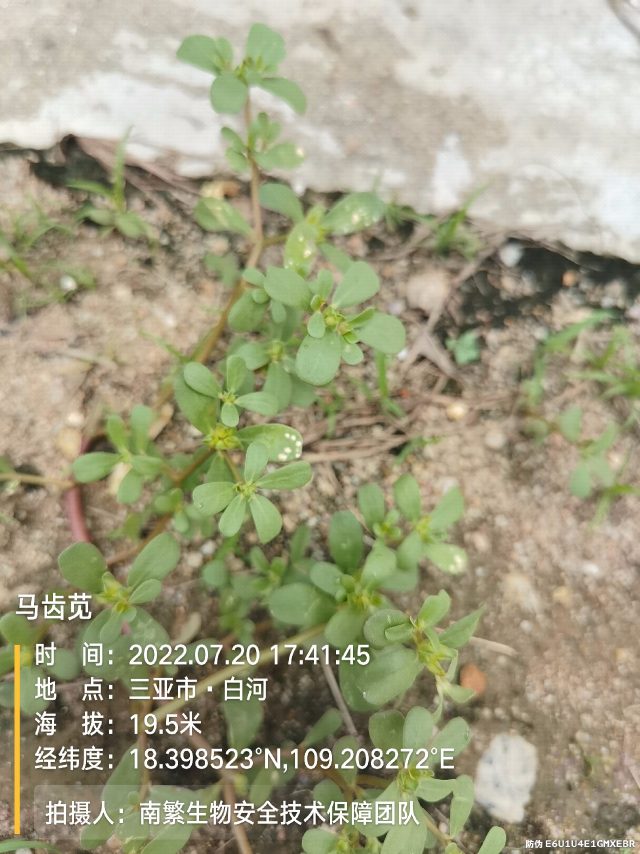 马齿苋