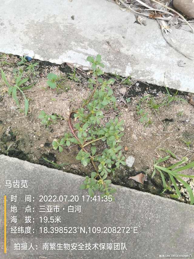 马齿苋