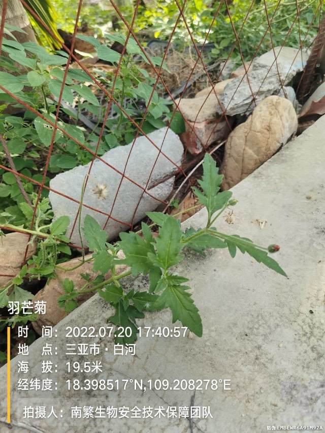 羽芒菊