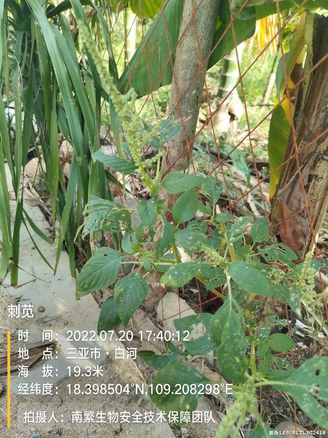 刺苋