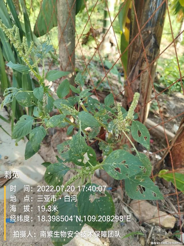 刺苋
