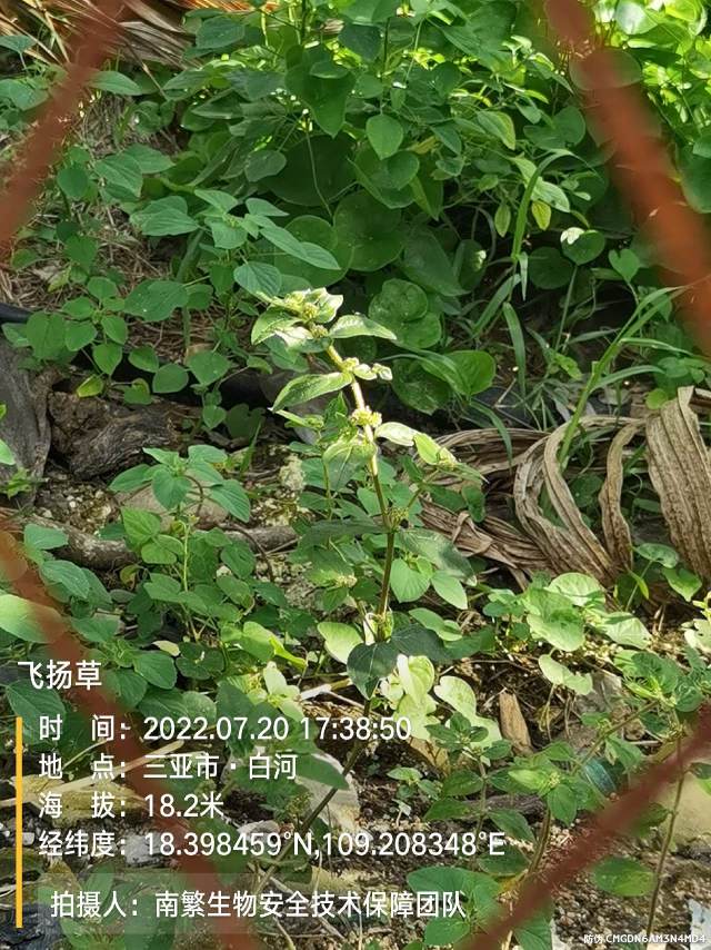 飞扬草