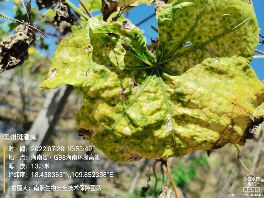 美州斑潜蝇