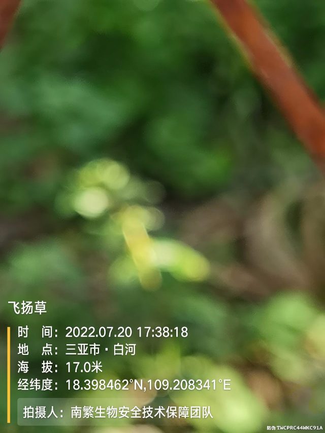 飞扬草