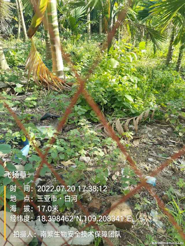 飞扬草