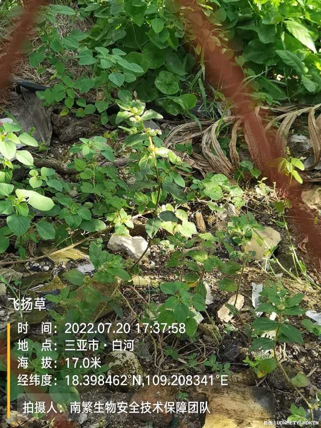飞扬草